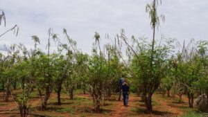 monocultuur moringa